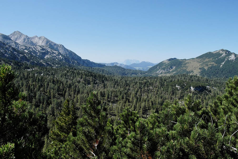 Subalpine forest on the Reiteralpe Plateau